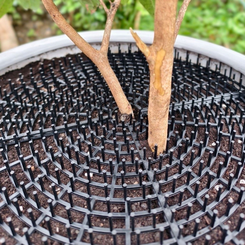 Breathable Mesh Plant Pot Soil - Tissue Culture Plant avis et prix