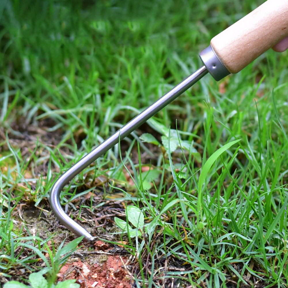 1PC Single Claw Hook Soil Loos - Tissue Culture Plant avis et prix