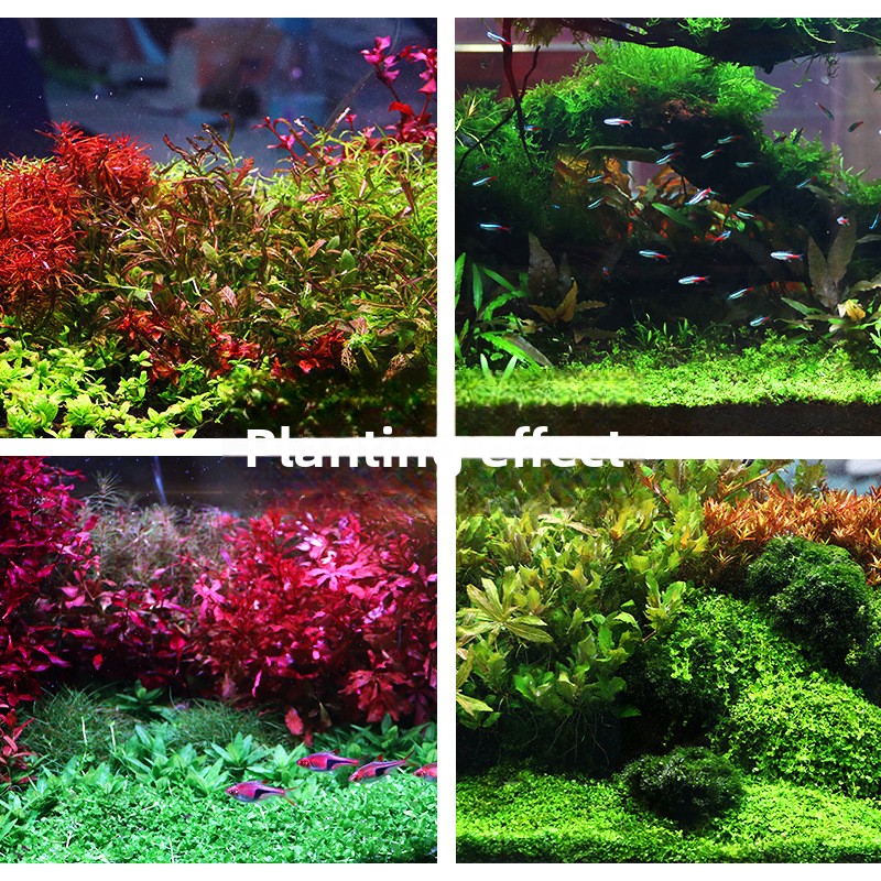 SYSENCIAGA Planted Aquarium Su - Planted Aquarium Fertilizer avis et prix