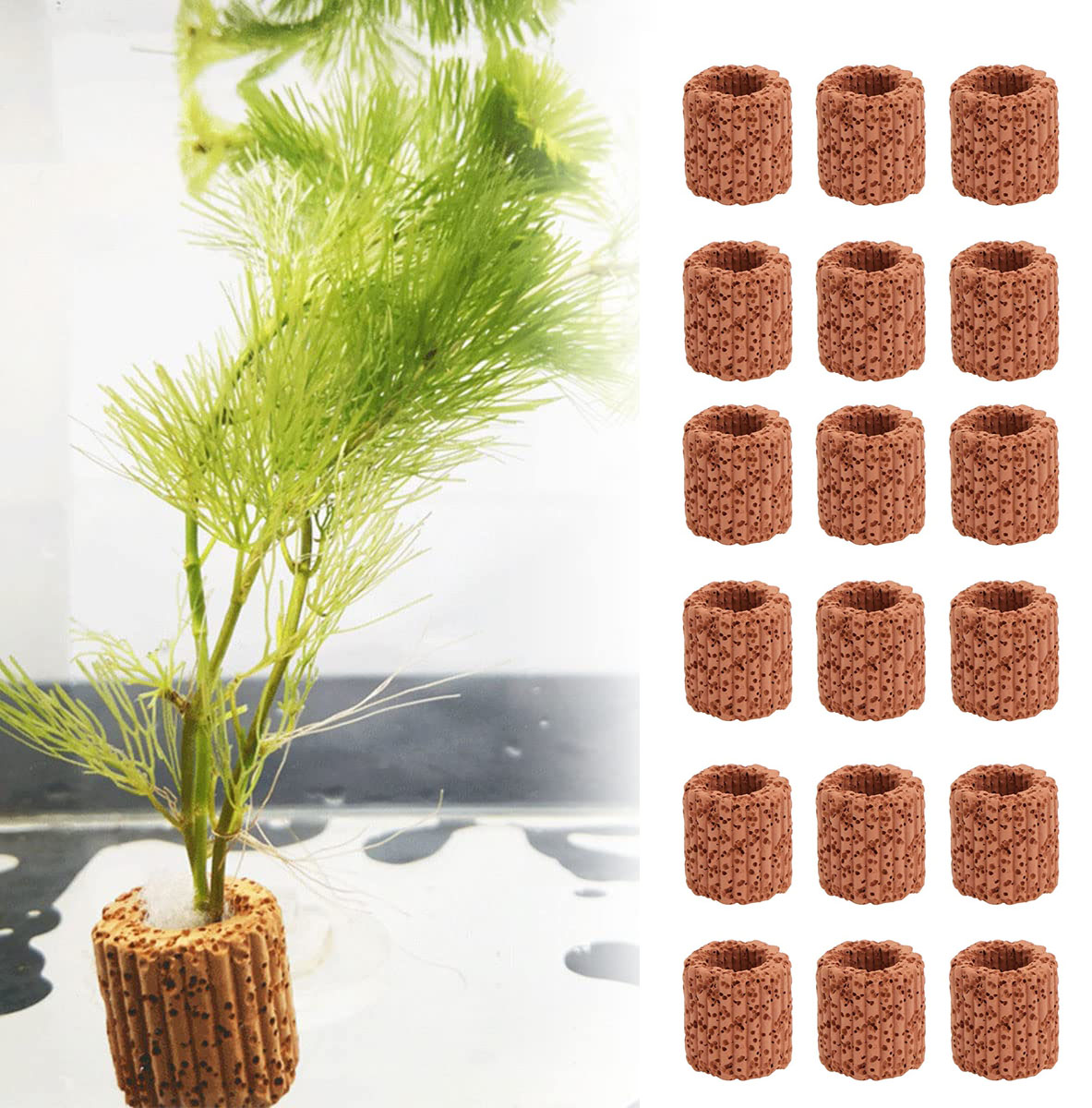 10/20Pcs Aquatic Water Plant F - Aquarium Plant Growth avis et prix