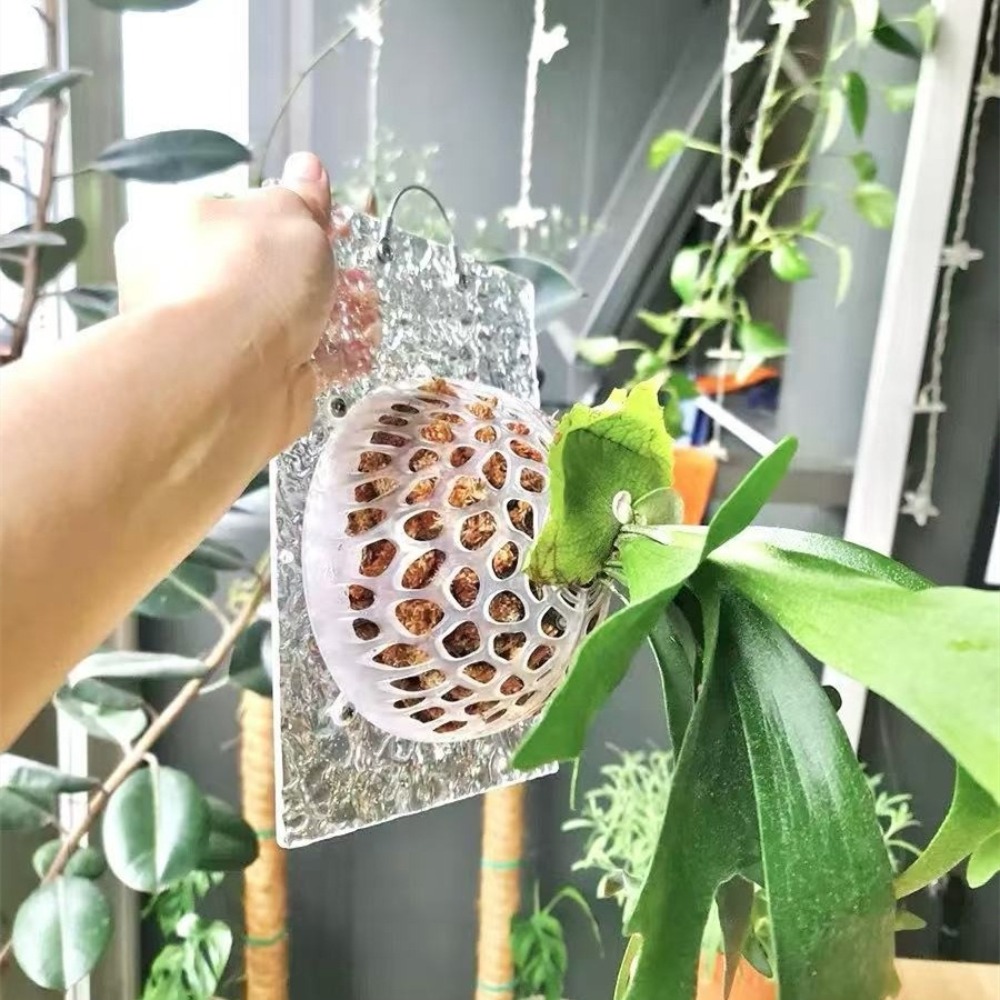 Hollowed Plants Soil Protector - Tissue Culture Plant avis et prix
