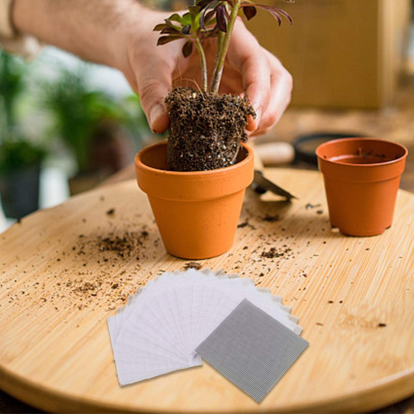 Gardening Projects Flower Pot  - Tissue Culture Plant avis et prix