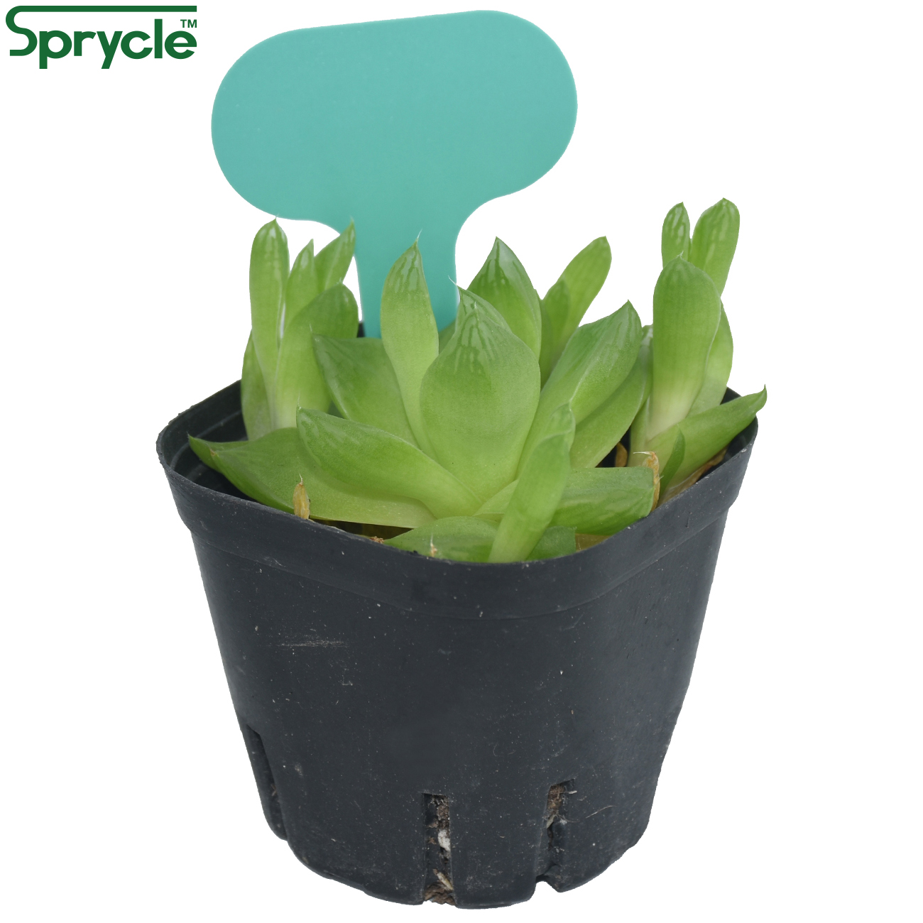SPRYCLE 50PCS 50*70MM Colorful - Tissue Culture Plant avis et prix