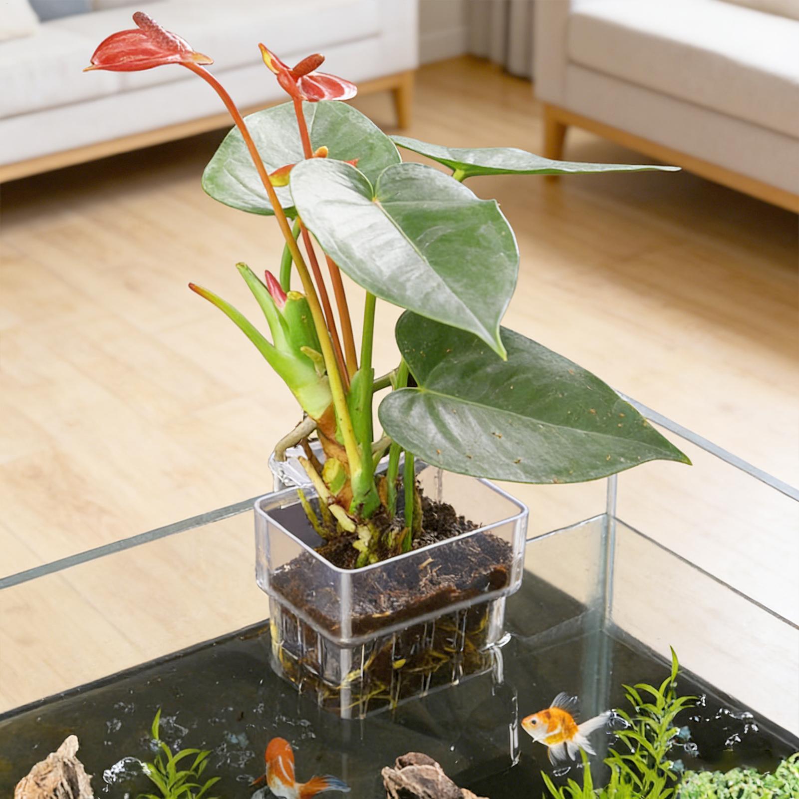 Transparent Hangable Aquarium  - Aquarium Plant Growth avis et prix