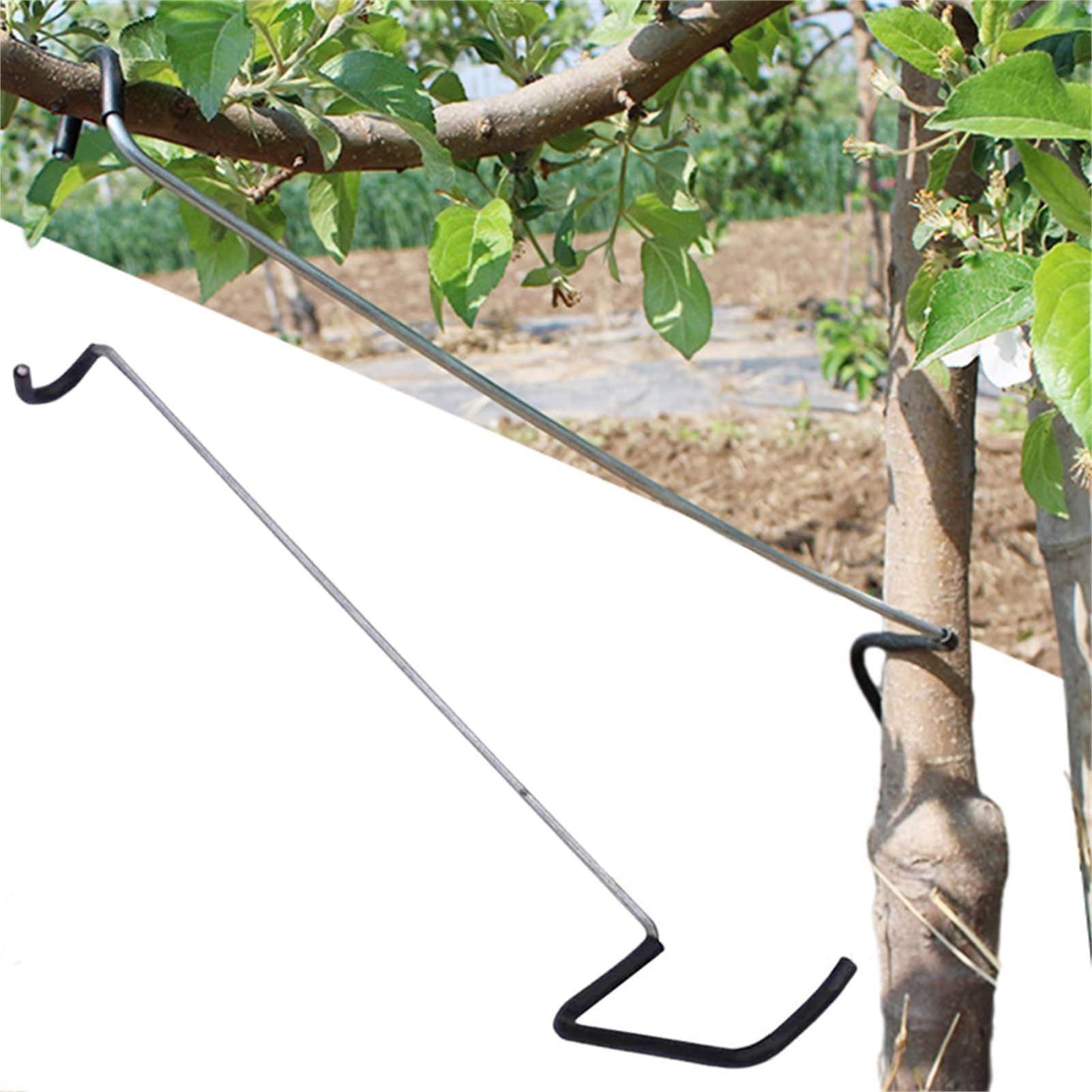 Fruit Tree Branch Spreader 10P - Tissue Culture Plant avis et prix
