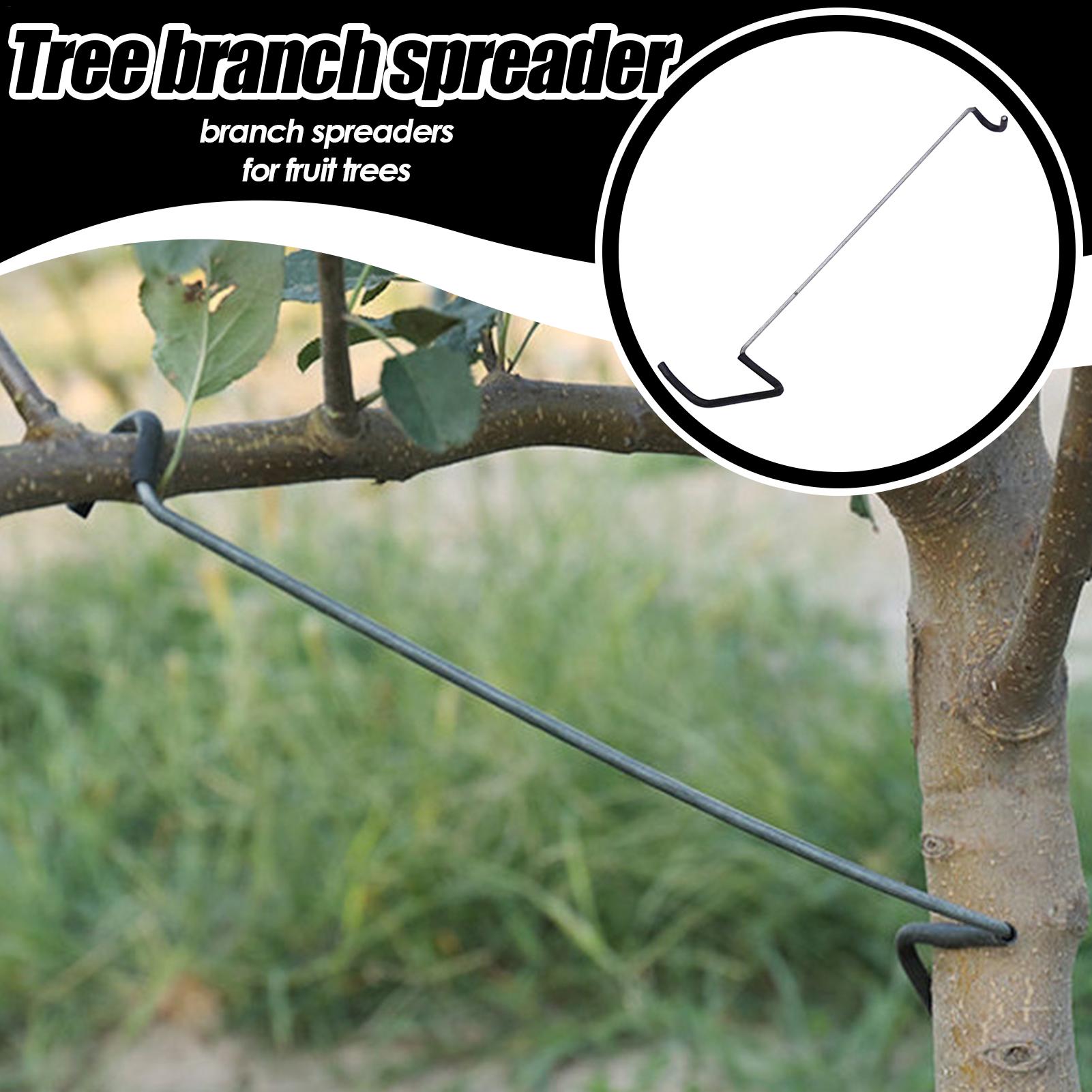 Fruit Tree Branch Spreader 10P - Tissue Culture Plant avis et prix