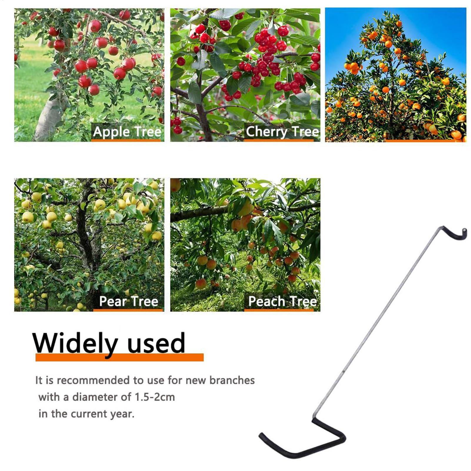 Fruit Tree Branch Spreader 10P - Tissue Culture Plant avis et prix
