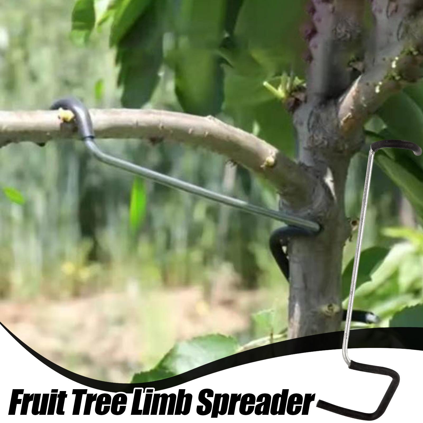 Fruit Tree Branch Spreader 10P - Tissue Culture Plant avis et prix