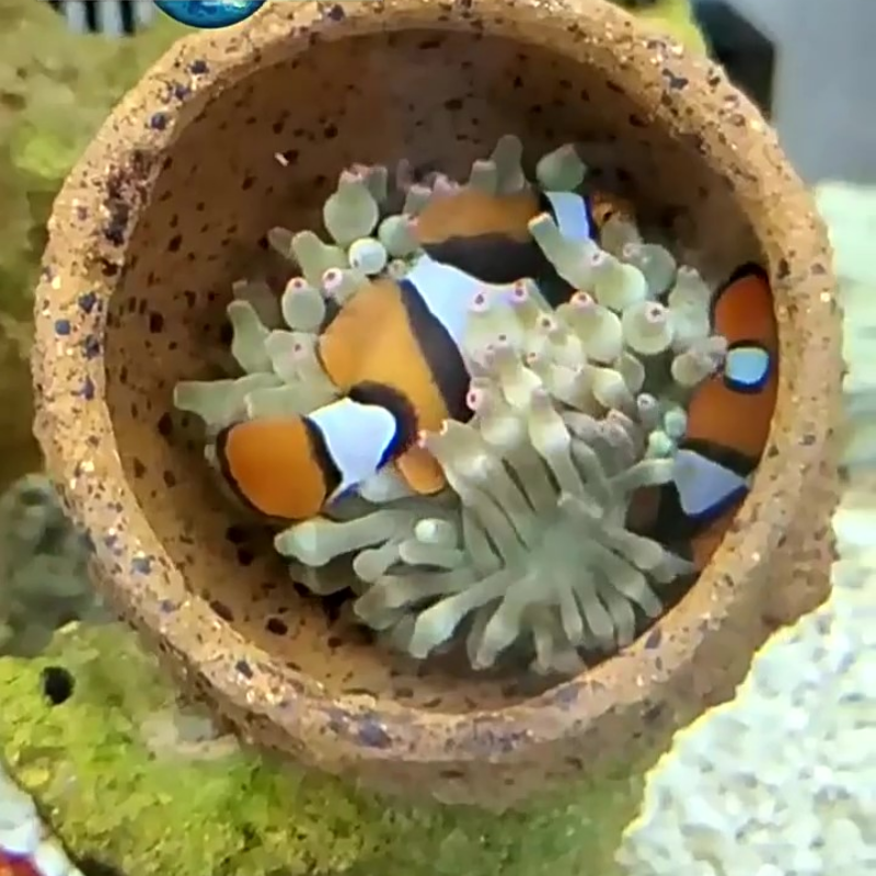 Anemone Nest Run-proof Coral J - Planted Aquarium Jar avis et prix