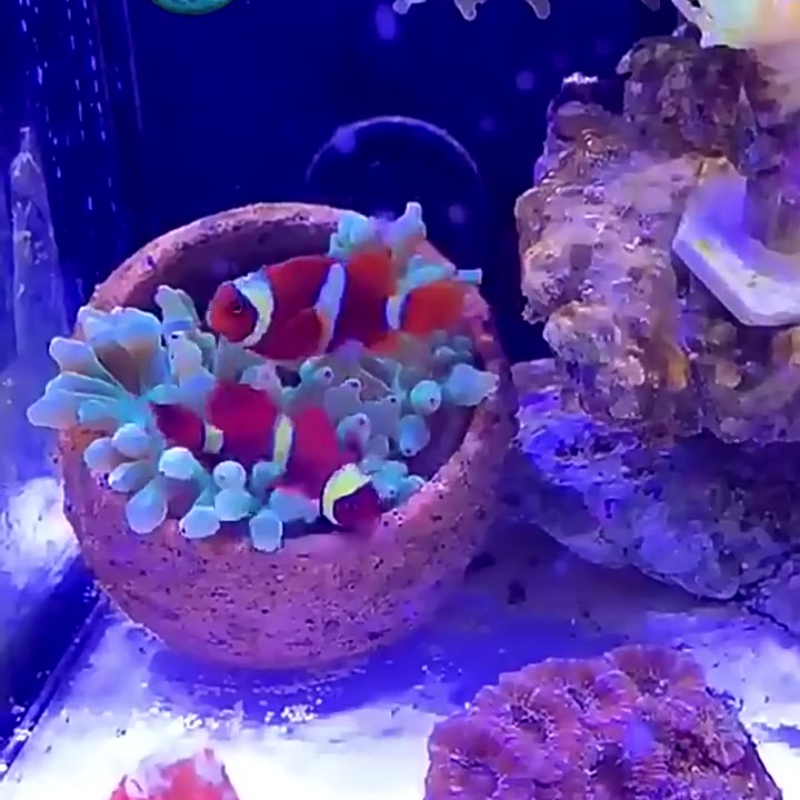 Anemone Nest Run-proof Coral J - Planted Aquarium Jar avis et prix