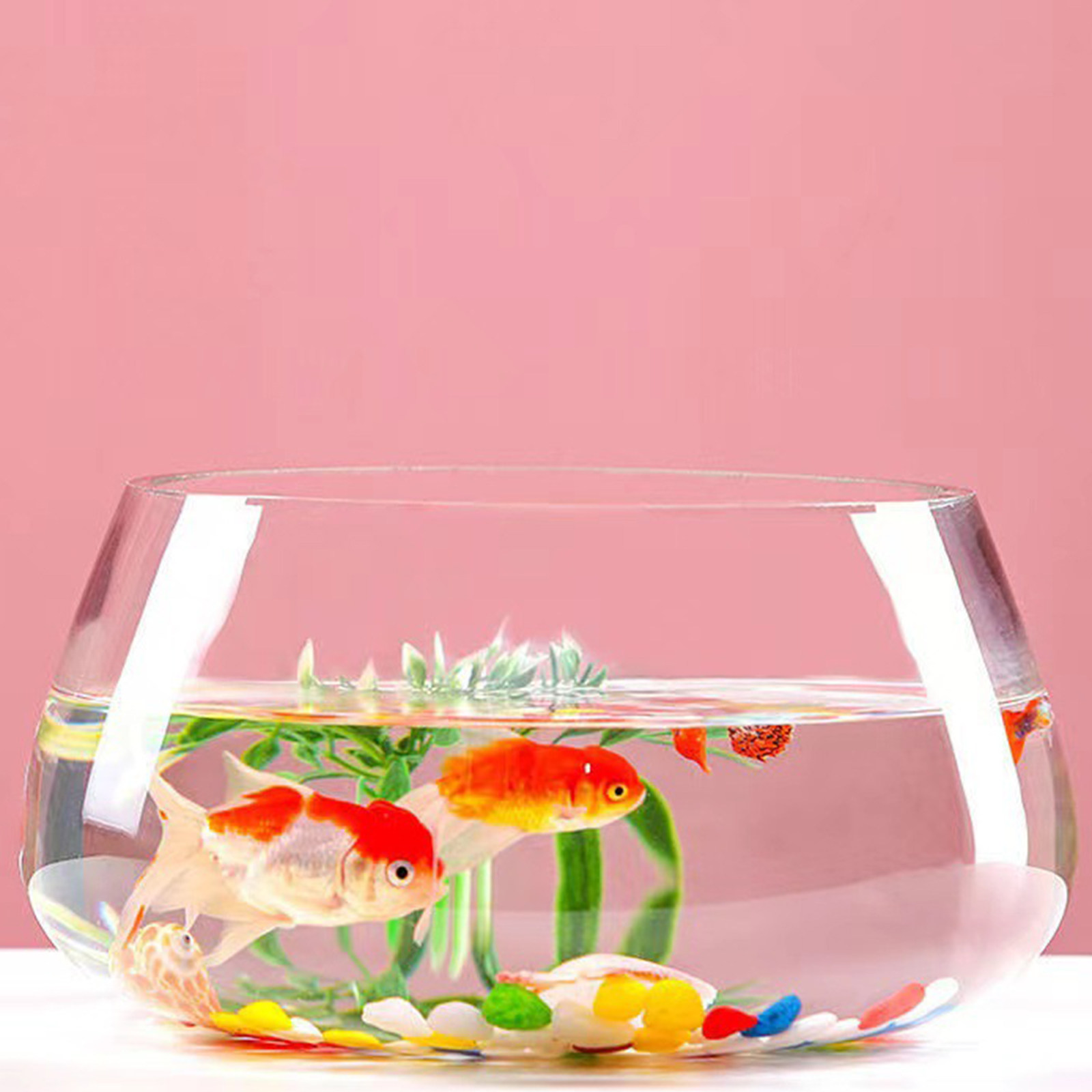 Round Mini Aquarium Transparen - Aquarium Planted Shop avis et prix